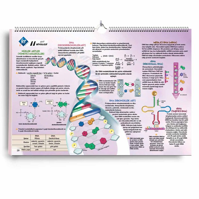 AYT Biyoloji Poster Notlar - Thumbnail